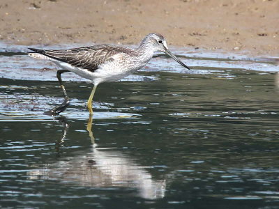 Greenshank, Baron's Haugh RSPB, Clyde