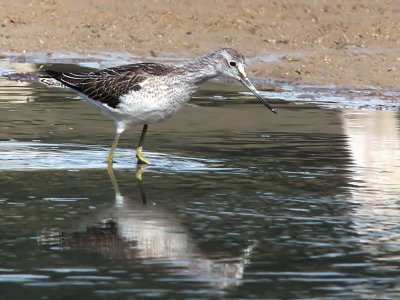 Greenshank, Baron's Haugh RSPB, Clyde