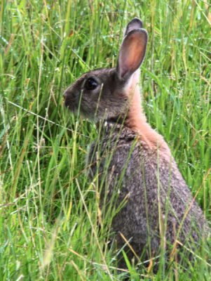 Rabbit, Loch Lomond NNR, Clyde
