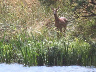 Roe Deer, Loch Lomond NNR, Clyde