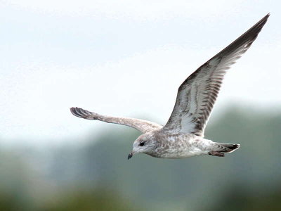 Common Gull (juvenile), Loch Lomond NNR, Clyde