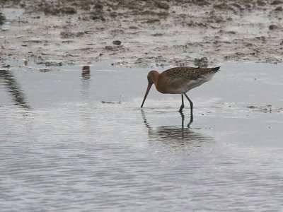 Black-tailed Godwit, Baron's Haugh RSPB, Clyde