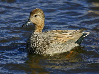 Gadwall, Drumpellier Country Park, Clyde
