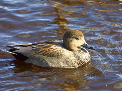 Gadwall, Drumpellier Country Park, Clyde