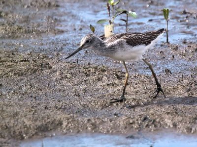 Greenshank, Baron's Haugh RSPB, Clyde