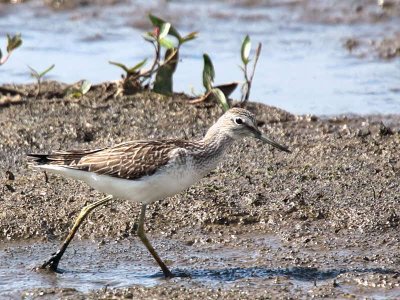 Greenshank, Baron's Haugh RSPB, Clyde