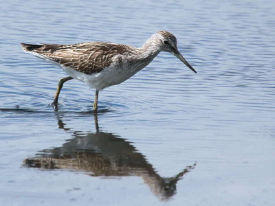 Greenshank, Baron's Haugh RSPB, Clyde