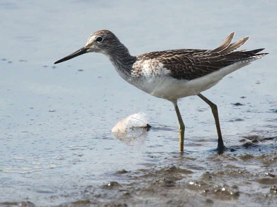 Greenshank, Baron's Haugh RSPB, Clyde