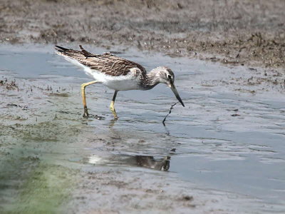 Greenshank, Baron's Haugh RSPB, Clyde