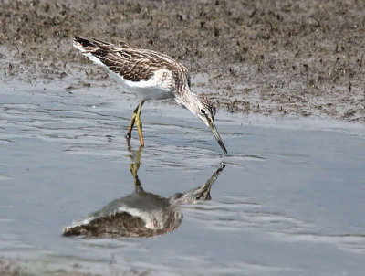 Greenshank, Baron's Haugh RSPB, Clyde