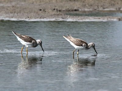 Greenshank, Baron's Haugh RSPB, Clyde