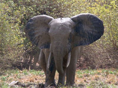 Elephant, Mole NP, Ghana