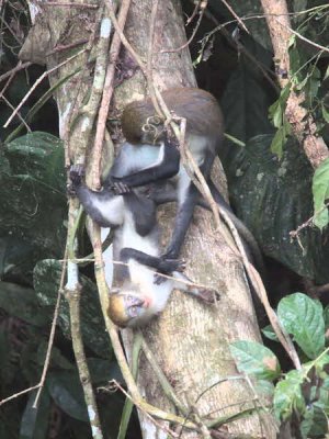 Mona Monkey, Kakum NP, Ghana