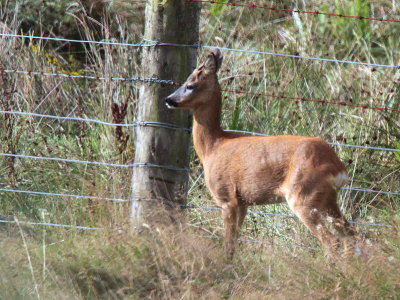 Roe Deer, Loch Lomond NNR, Clyde