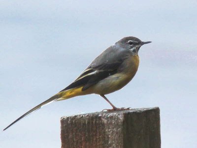 Grey Wagtail, Loch Lomond NNR, Clyde