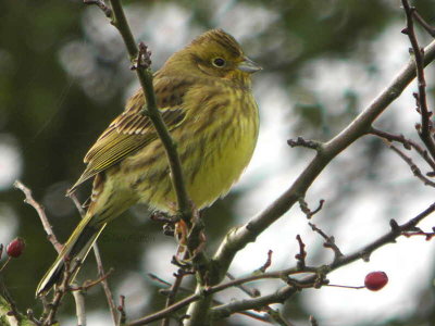 Yellowhammer, Mersehead RSPB, Dumfries&Galloway