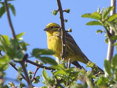 Yellowhammer, Monklands Canal, Clyde