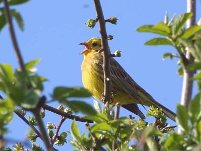Yellowhammer, Monklands Canal, Clyde