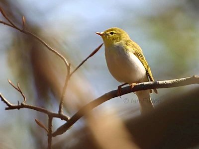 Wood Warbler, Pass of Leny, Upper Forth