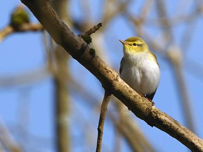 Wood Warbler, Pass of Leny, Upper Forth