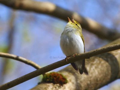 Wood Warbler, Pass of Leny, Upper Forth