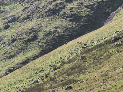 Red deer on Bowfell
