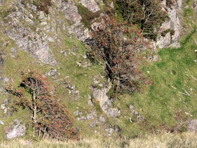 Rowan trees in Rosset Gill