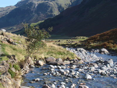 Rowan tree in Rosset Gill