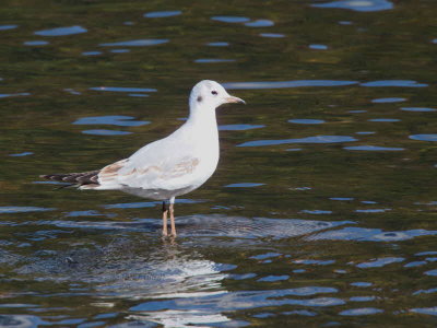 Black-headed Gull (juvenile),  Rydal Water