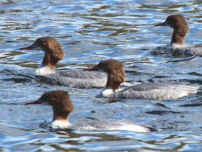 Goosanders, Rydal Water