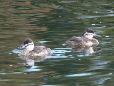 Ruddy Duck (female), Hogganfield Loch, Clyde
