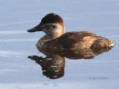 Ruddy Duck (female), Hogganfield Loch, Clyde