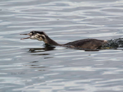 Great Crested Grebe (juvenile), Hogganfield Loch, Clyde