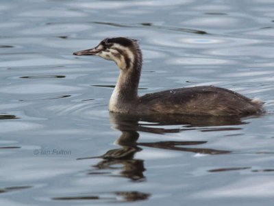 Great Crested Grebe (juvenile), Hogganfield Loch, Clyde