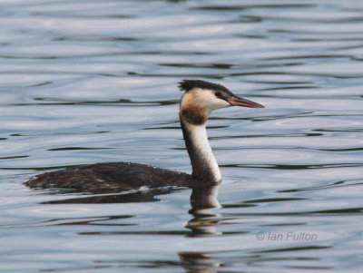 Great Crested Grebe, Hogganfield Loch, Clyde