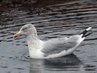 Herring Gull, Brodick, Clyde Islands
