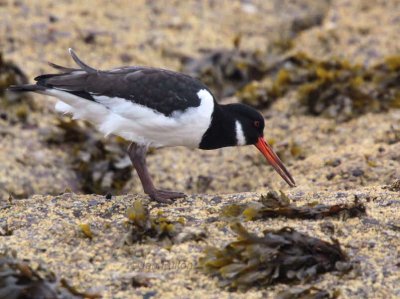 Oystercatcher, Brodick, Clyde Islands
