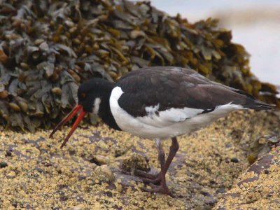 Oystercatcher, Brodick, Clyde Islands