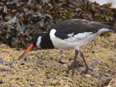 Oystercatcher, Brodick, Clyde Islands