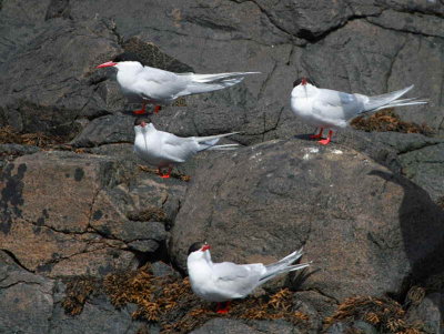 Arctic Tern, Isle of May, Fife
