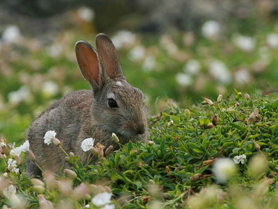Rabbit, Isle of May, Fife