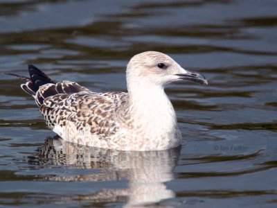Lesser Black-backed Gull (juvenile), Hogganfield Loch, Glasgow