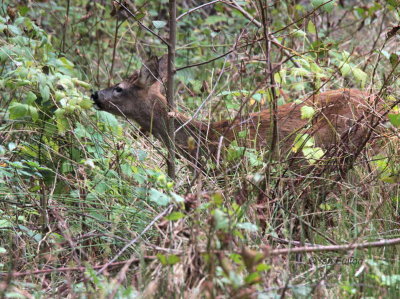 Roe Deer, Loch Lomond NNR