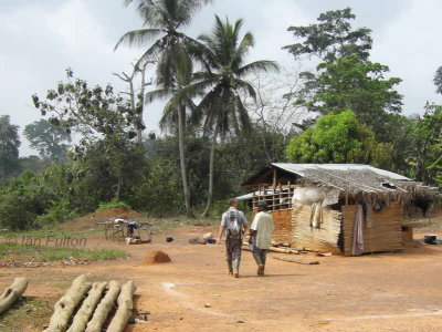 Village near the Picathartes site, Ghana