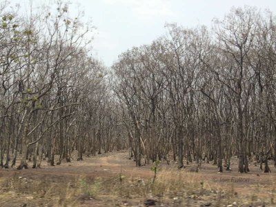 Rubber tree plantation, Ghana