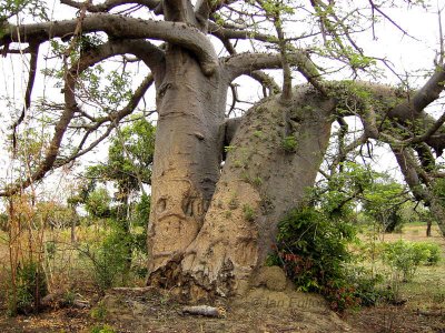 Baobab tree, Ghana