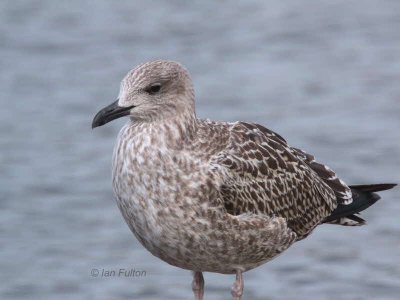 Herring Gull (juvenile), Hogganfield Loch, Glasgow