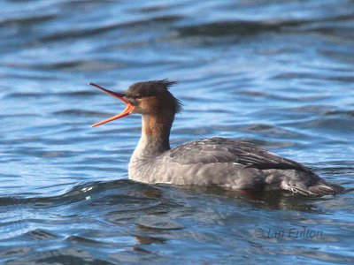 Red-breasted Merganser, Ardmore Point, Clyde