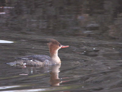 Red-breasted Merganser, Kinneil Lagoon, Forth