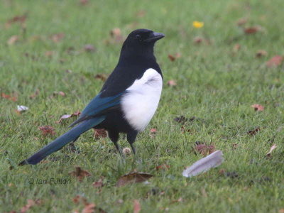 Magpie, Hogganfield Loch, Glasgow